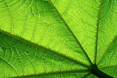 Castor oil plant (Ricinus communis) leaf