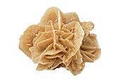 Desert rose of gypsum crystals