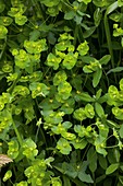 Sweet spurge (Euphorbia dulcis)