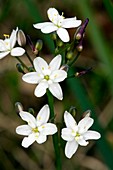 Kerry Lily (Simethis planifolia)