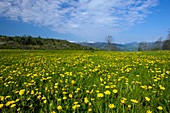 Dandelion field (Taraxacum officinale)