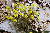 Mountain Alyssum (Alyssum montanum)