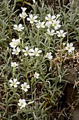 Cerastium tomentosum