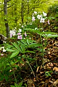 Cardamine heptaphylla