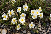 White Rock-rose (Helianthemum apenninum)