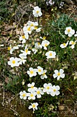 White Rock-rose (Helianthemum apenninum)