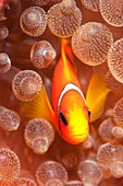 Clownfish in sea anemone