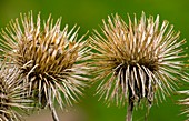 Greater Burdock (Arctium lappa)