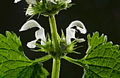 White Dead-nettle (Lamium album)