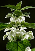 White Dead-nettle (Lamium album)