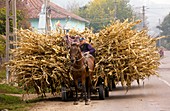 Corn harvest,Romania