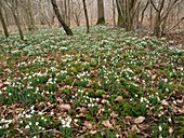 Snowdrops (Galanthus) in woodland