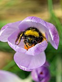 Crocus tommasinianus with bee