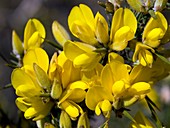 Common Gorse (Ulex europaeus)