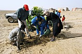 Nitrogen-fixing plants,Senegal