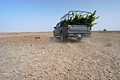 Crop of nitrogen-fixing plants,Senegal