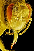 Head of a honey bee,SEM