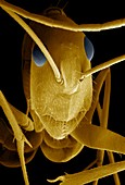 Camponotus ant head,ESEM