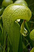 Cobra lily (Darlingtonia californica)