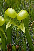 Cobra lily (Darlingtonia californica)