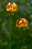 Leopard lily (Lilium pardalinum)