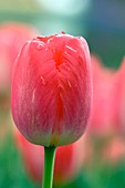 Tulip (Tulipa 'Judith Leyster')