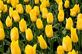 Tulips (Tulipa 'Strong Gold')
