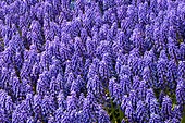 Muscari armeniacum