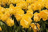 Tulips (Tulipa 'Akebono')