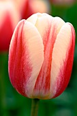 Tulip (Tulipa 'Tropical Dream')
