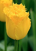 Tulip (Tulipa 'Hamilton')