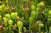 Cobra lilies (Darlingtonia californica)