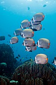 Redtail butterflyfish