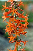 Scarlet gilia (Ipomopsis aggregata)