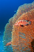 Coral hind groupers