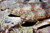 Variegated lizard fish