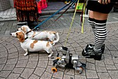 Walking an AIBO robot dog