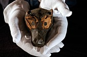 Mummified dog's head from Ancient Egypt