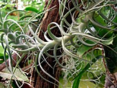 Epiphytic bromeliad