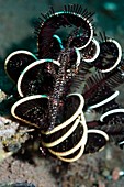 Ornate ghost pipefish