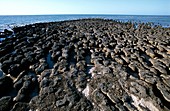 Stromatolites,Shark Bay,Australia