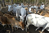 Herd of cows,India