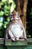 Long-tailed macaque