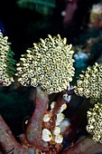 Sea squirts on coral