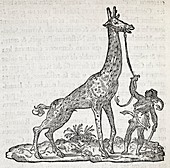 Giraffe,16th century artwork