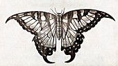 Butterfly,17th century artwork