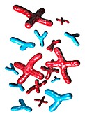 X and Y chromosomes,artwork