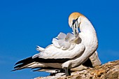 Australasian gannet preening