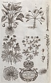 Oxfordshire plants,18th century artwork
