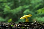 Amanita (Amanita frostiana) mushroom